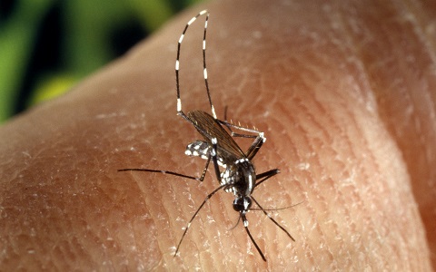 El cambio climático provoca que tengamos que sufrir a los mosquitos también en invierno
